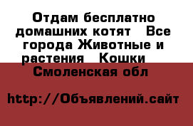 Отдам бесплатно домашних котят - Все города Животные и растения » Кошки   . Смоленская обл.